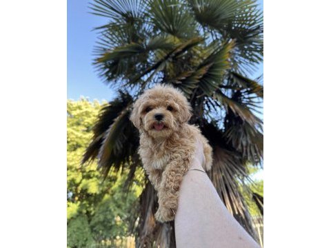 Maltipoo bebekleri