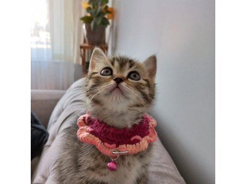 Golden black sağlıklı süper yavrular british shorthair