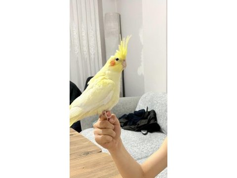 Kendini sevdirmeye meraklı ısırmayan albino sultan