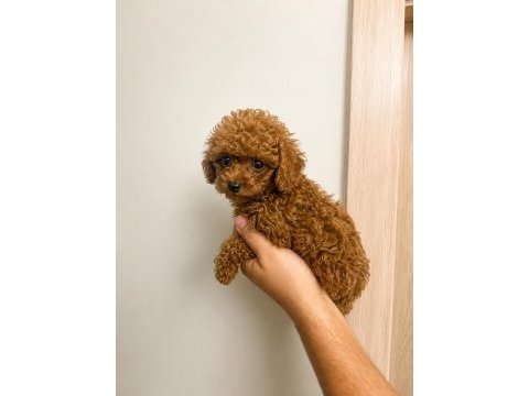 Toy poodle yavru erkek ve dişi yavrular ücretsiz teslimat