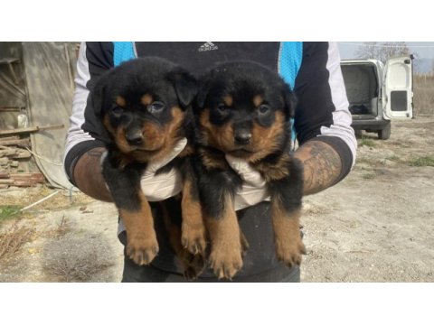Rottweiler yavruları güç, asil duruş ve sadakat