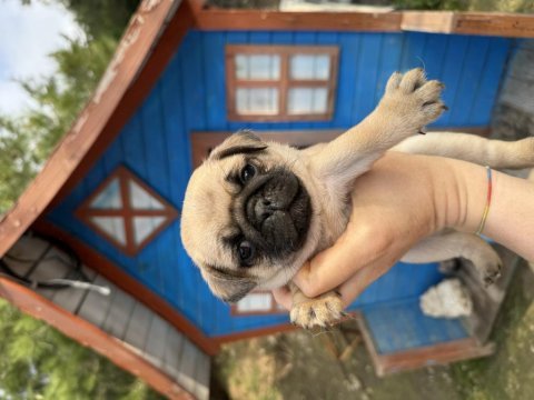 Pug bebeklerimiz