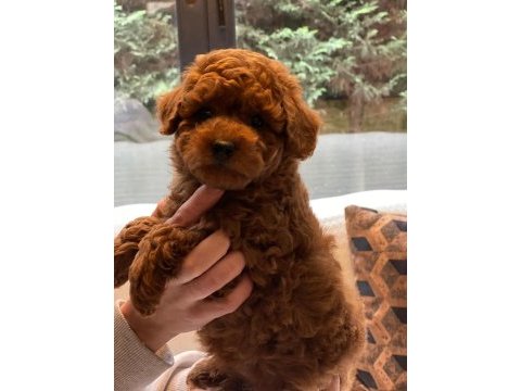 Poodle bebeklerimiz istanbul 