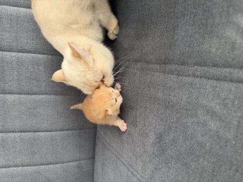 British shorthair gold paşam buyuyor