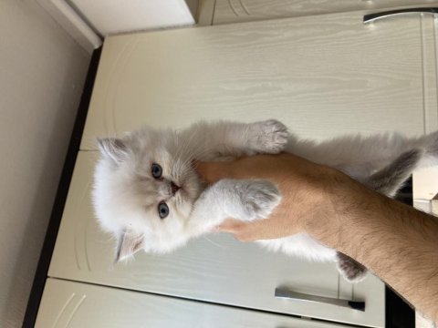 British longhair pofuduk yavrular teslime hazır