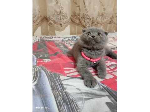 Scottish fold aşkı