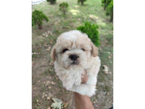 Maltipoo