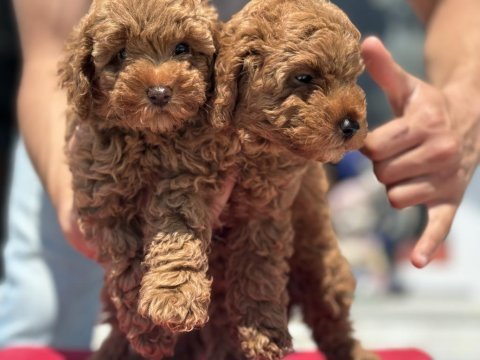 Yasal ruhsatlı çiftlikde ziyarete açık toy poodle