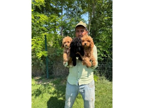 Maltipoo yavrular bir birinden tatlılar