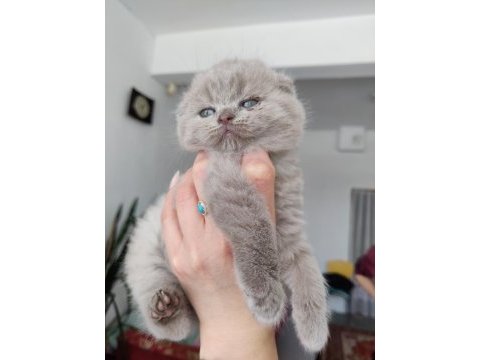 Scottish fold lüleburgaz bilgi için yazabilirsiniz