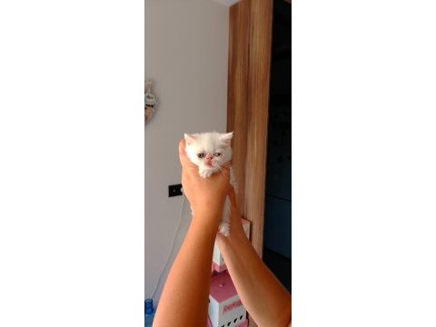 Yeni yuvamıza evimize kedimiz
