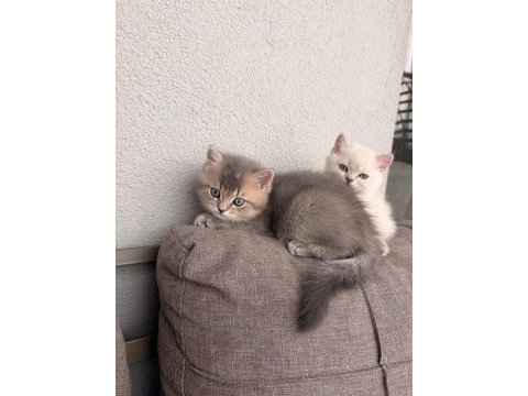 Teslime hazır erkek kardeş kediler