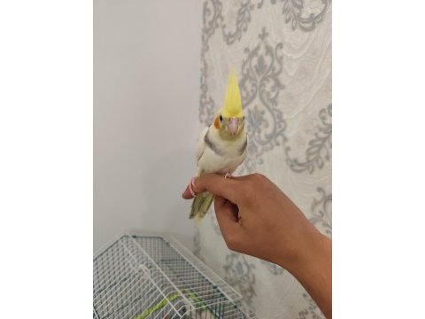 Ev üretimi full + full evcil yavru sultan erkek garantili