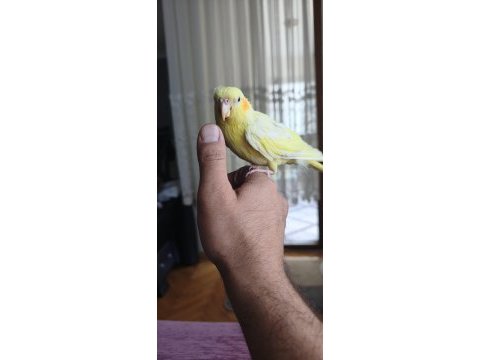 30-40 günlük bebek lutino kırmızı göz sultan papağanı
