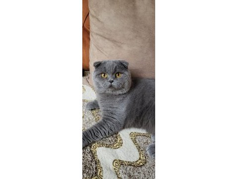 Scottish fold