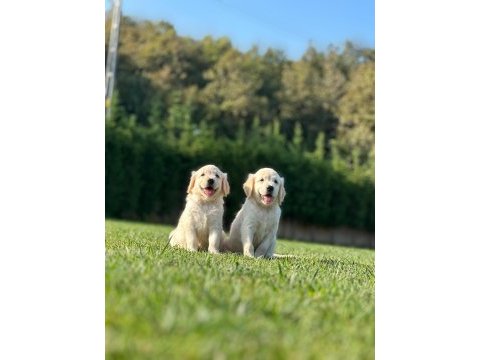 Golden retriever yavruları ıstanbul     
