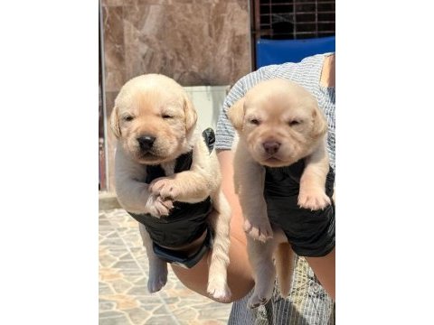 Labrador yavrularımız