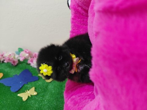 Pomeranian bebişler