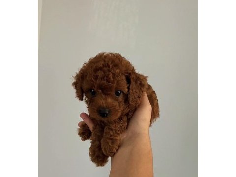 Teacup toy poodle