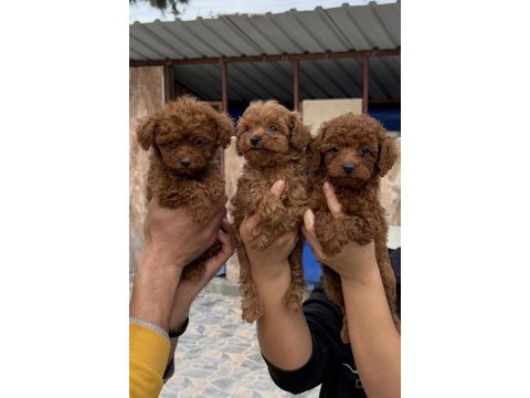 Toy poodle yavrularımız