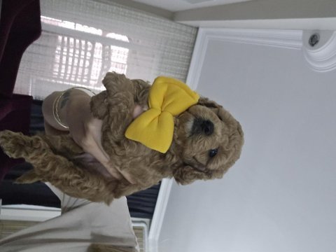 Erkek toy poodle