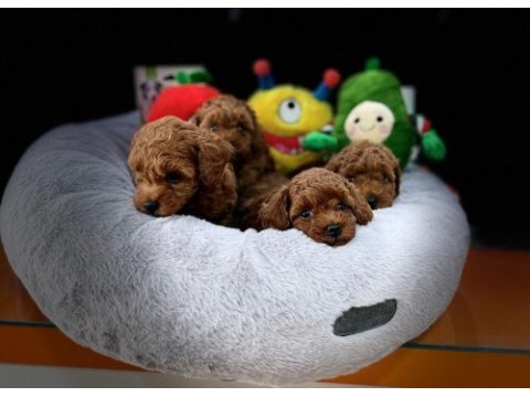 Üst kalite toy poodle yavruları