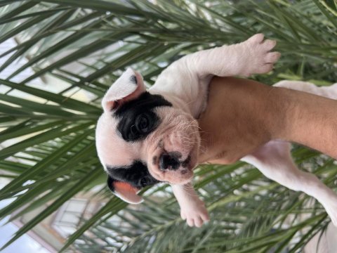 A kalite orjinal fransız bulldog