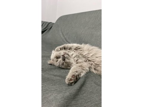 Scottish fold longhair