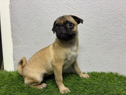 Irk garantili pug yavrum