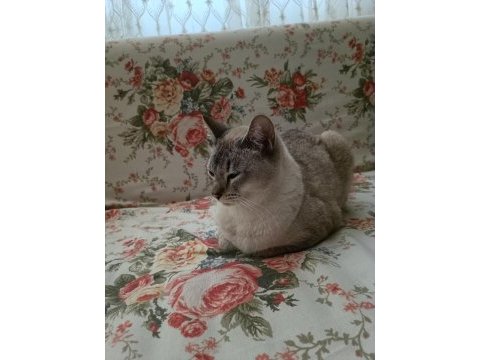 British shorthair ücretsiz sahiplendirme