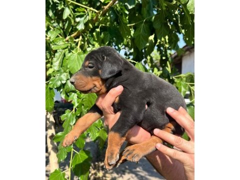 Safkan doberman yavruları