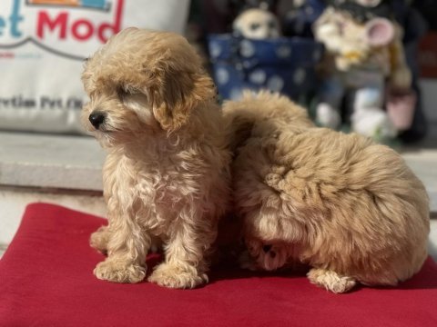 Ankaranın en özel maltipoo yavruları aşılı karneli