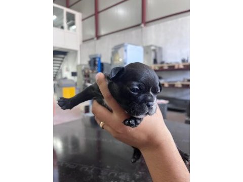 French bulldog köpeğimiz sütten kesildi