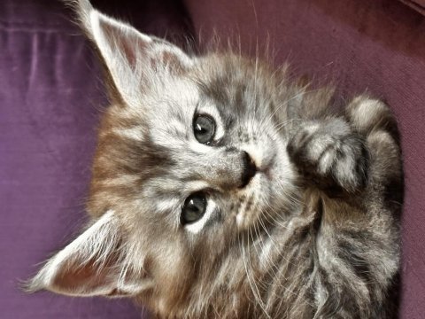 Asil ve güzel maine coon çocuklarımız