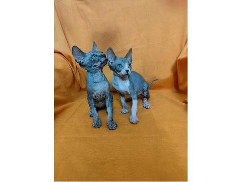Sphynx home bebek kediler