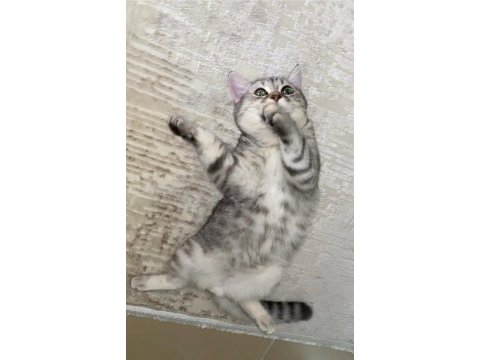British shorthair 6 aylık erkek