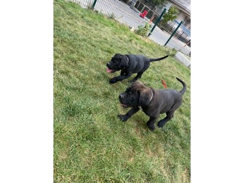 7 aylık şecereli bir dişi ve bir erkek cane corso