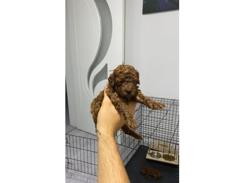 Toy poodle köpeği