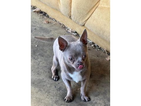 Lilac erkek teacup chihuahua