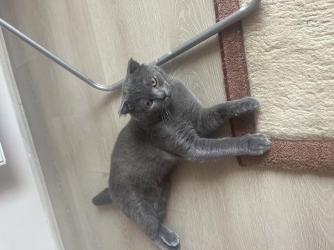 9 aylık erkek british shorthair kedimiz