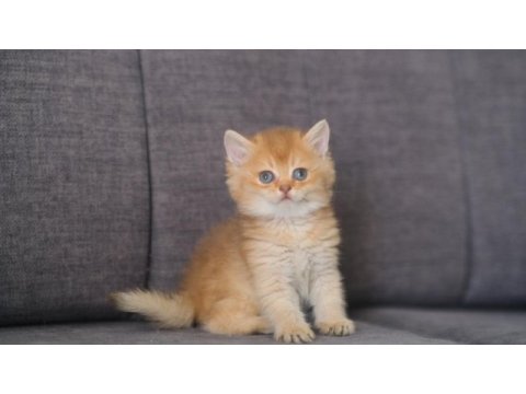 Orijinal safkan british shorthair dişi