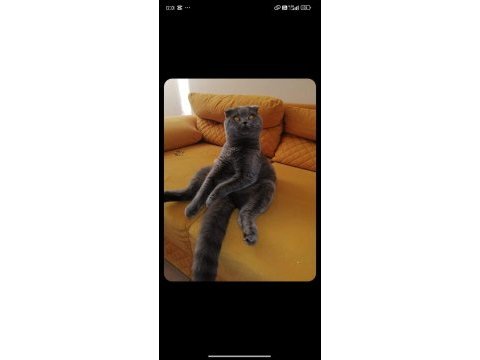 1 yaşında kısırlaştırılmış erkek british shorthair