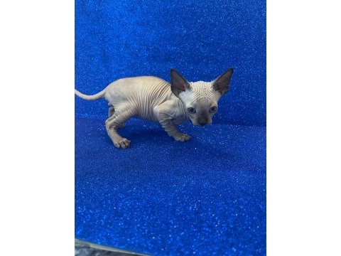 Sphynx sfenks tüysüz dişi erkek yavruları
