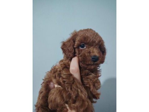 2 aylık erkek dişi poodle yavrular