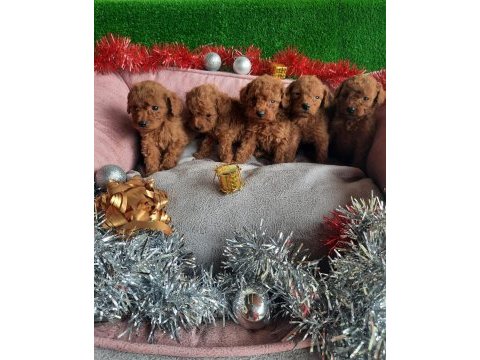 Tatlı ırk garantili korekan poodle yavrularımız