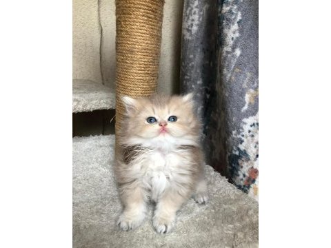 British longhair şecereli bebekler