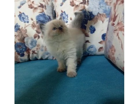 50 günlük british shorthair bebekler