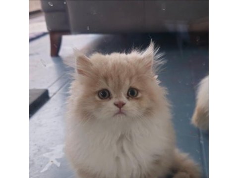 Beyaz ve gold british longhair yavrular