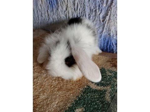Teddy lop tavşan yavrular mavi gözlü