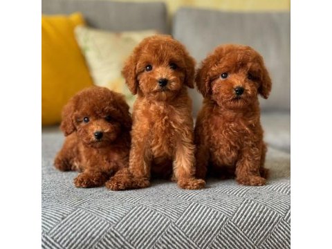 Koyu renk toy poodle yavruları